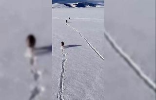 Kurtlar karlı arazide ağzında kemikle görüntülendi