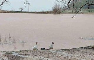 Kuruyan Sülüklü Göl yeniden canlandı
