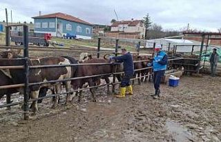 Kütahya’da ithal besilik sığırların aşılama...