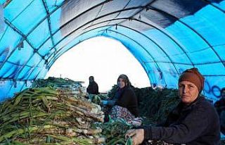 Lüleburgaz’da pırasa hasadı