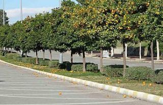 Manavgat’ta fırtına ve yağmur turunçları yollara...