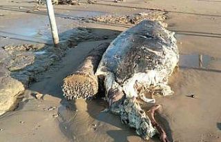 Manavgat’ta sahile ölü yunus vurdu