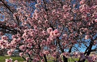 Mardin’de badem ağaçları erken çiçek açtı