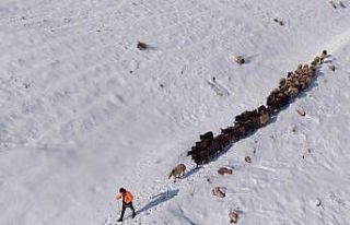 Mardin’de besicilerin zorlu ’kar’ mesaisi: Sürüler...