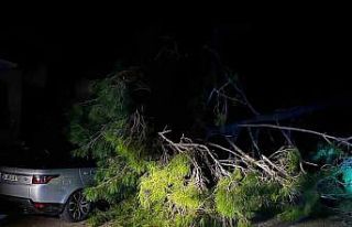 Marmaris’te fırtına ağaç devirdi: 1 kişi yaralandı