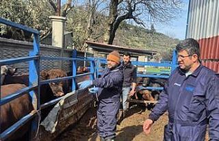 Menteşe’de ithal besilik hayvanların sağlık...