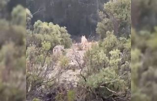 Menteşe’de kurtlar cep telefonu kamerasına yansıdı