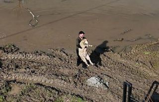 Meriç Nehri taştı; hayvanlar tahliye edildi, çiftçi...