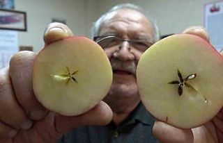 Misket elma yok satıyor: Taklitlerinden yıldız...