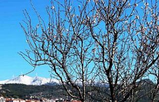 Muğla’da kış ve bahar aynı karede