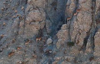 Munzur’un sarp kayalıklarında yaban keçileri