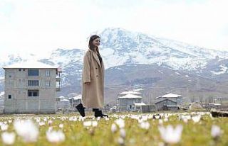 Muş Ovası’nda baharın habercisi çiğdemler açtı