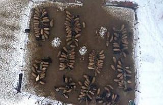 Muş’ta devlet desteğiyle hayvan sayısı arttı