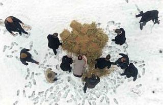 Muş’ta yaban hayatı için doğaya yem bırakıldı