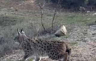 Nallıhan’da nesli tükenmekte olan vaşak görüldü