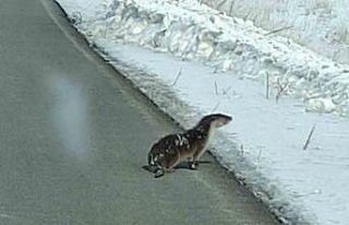 Nesli tehlikede olan su samuru yolunu kaybetti, kara...