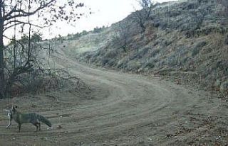 Nevşehir’de yaban hayatı fotokapan ile görüntülendi