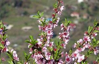 Ordu’da yalancı bahar: Meyve ağaçları kışın...