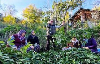 Orman köylüsü ekmeğini topraktan çıkartıyor