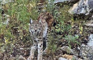 "Ormanın hayaleti" vaşak Kemaliye’de...