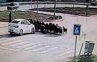 Otomobilin koyun sürüsünün arasına daldığı...