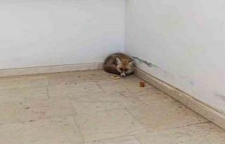 Palu’da okulun içine giren tilki kamerada