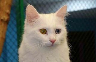 Prof. Dr. Kaya: "Kediler hayatımızın ayrılmaz...