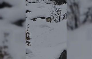 Pülümür Vadisi’nde yiyecek arayan kurt kamerada