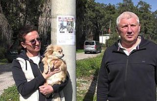 Rus sahipleri, kaybolan köpeklerini sokak sokak arıyor:...