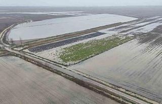 Sağanak yağmurdan sonra binlerce dönüm tarım...