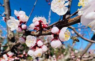 Salihli’de sert çekirdekli meyveler için ‘Monilya’...