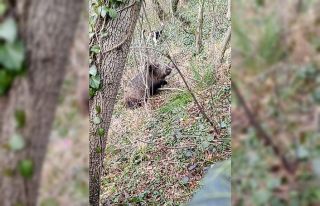 Samsun’da avcıların sezon finali: 3 domuz avlandı