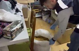 Samsun’da kaçak tütün mamulü operasyonu: 4 şüpheli...