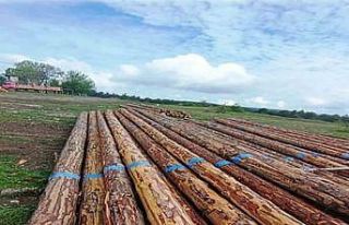 Samsun’da orman üretiminden 1,7 milyar TL katkı