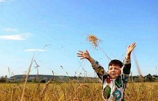 Samsun’da tarımsal üretime 6 milyara yakın destek...