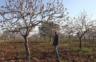 Şanlıurfa’da yoğun kar yağışları çiftçinin...