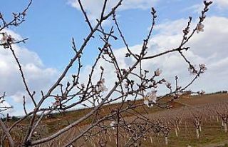 Sarıgöl’de badem ağaçları çiçek açtı