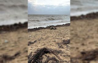 Sarımsaklı sahiline kadın cesedi vurdu