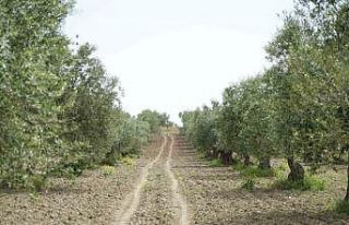 Saruhanlı’da halkalı leke alarmı