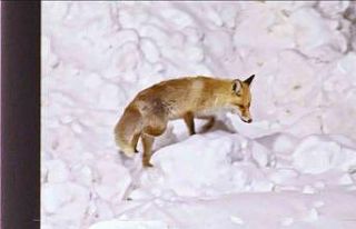 Şehre inen tilkilerin sevimli halleri kameralara...