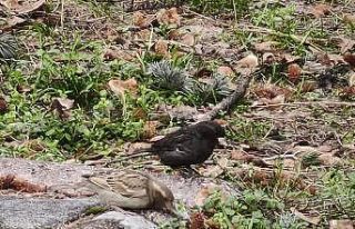 Serçe sürüsünün arasında gördüler, ismini...