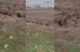 Siirt’te domuz sürüsü görüntülendi