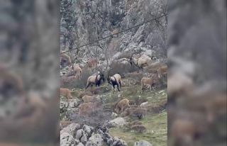 Sincik boğazına dağ keçileri indi