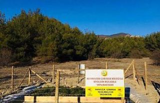 Sinop’ta çam kese böceği ile mücadele