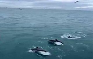 Sinop’ta yunusların balıkçı teknesiyle dansı...