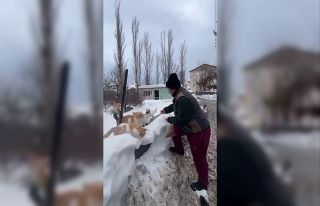 Sokak hayvanlarını beslemek için her yıl bin 400...