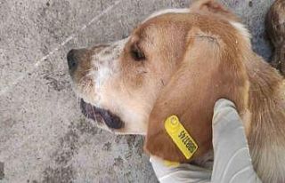 Sokak hayvanlarının kısırlaştırılmasına 7,7...