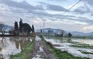 Söke’de aşırı yağışlar sonrası tarım alanlarında...