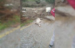 Söke’de sel sularına kapılan 46 küçükbaş...