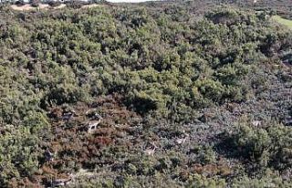 Sosyal medyada paylaşıldı, Tuzla’daki geyikler...